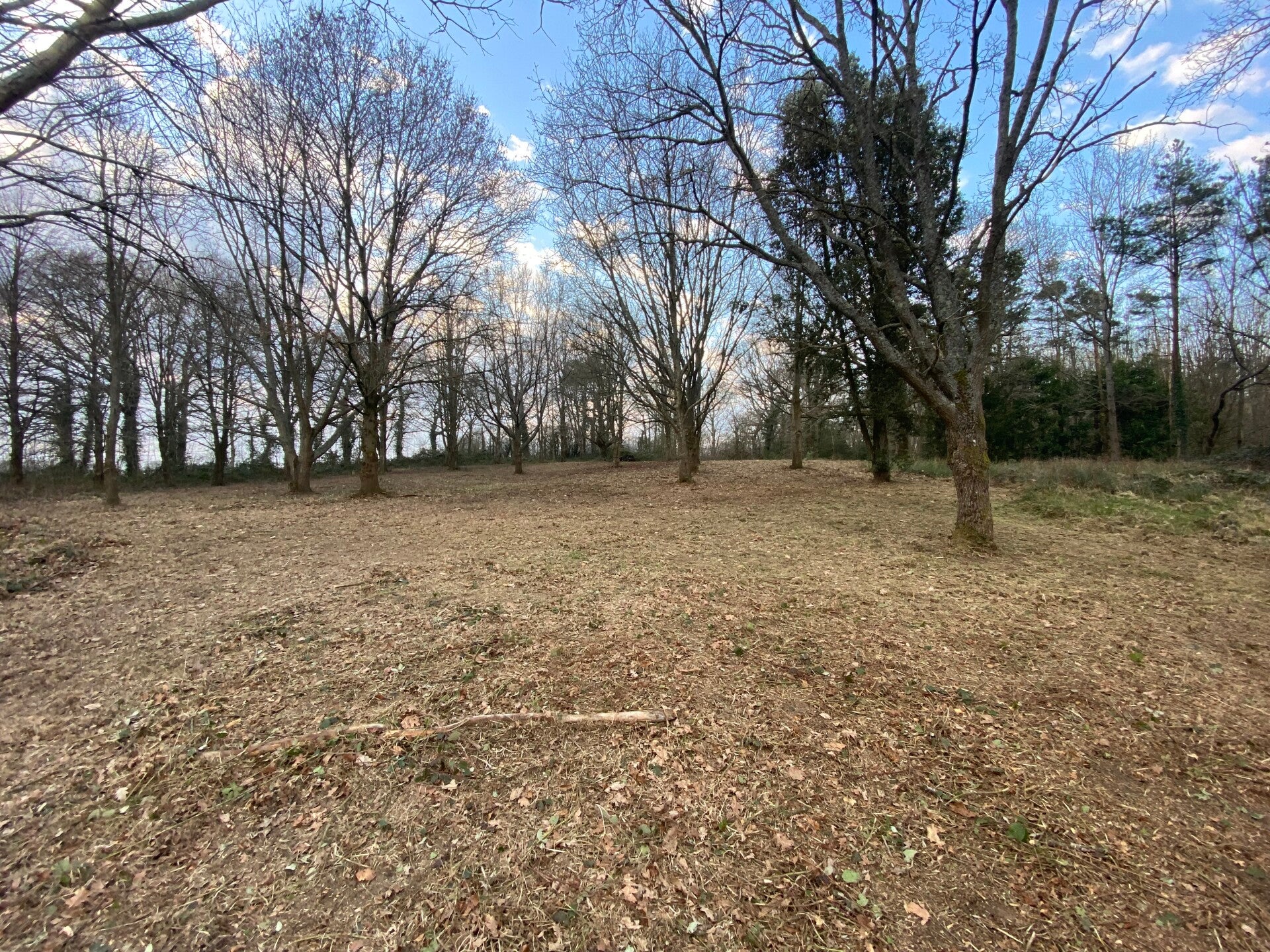 forestry mulching 