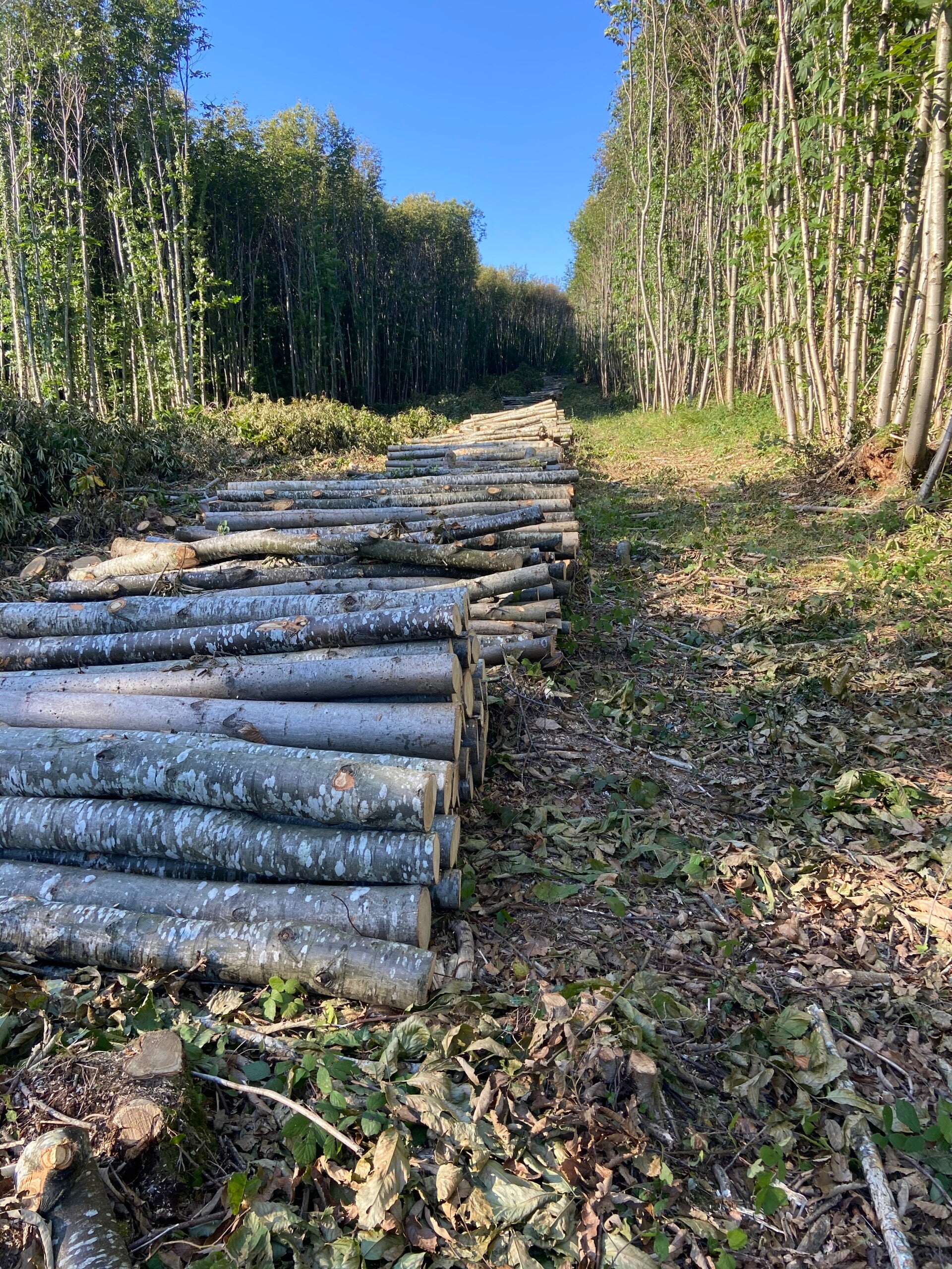 Coppice work, west sussex