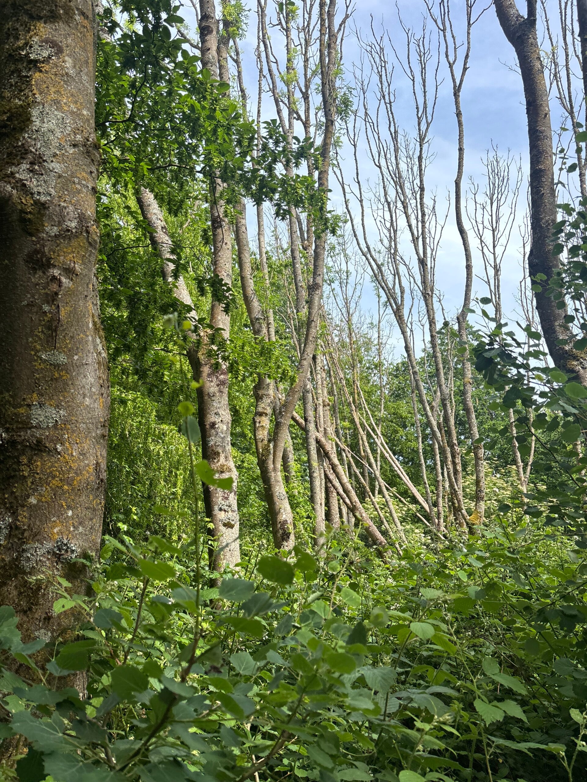 ash dieback 