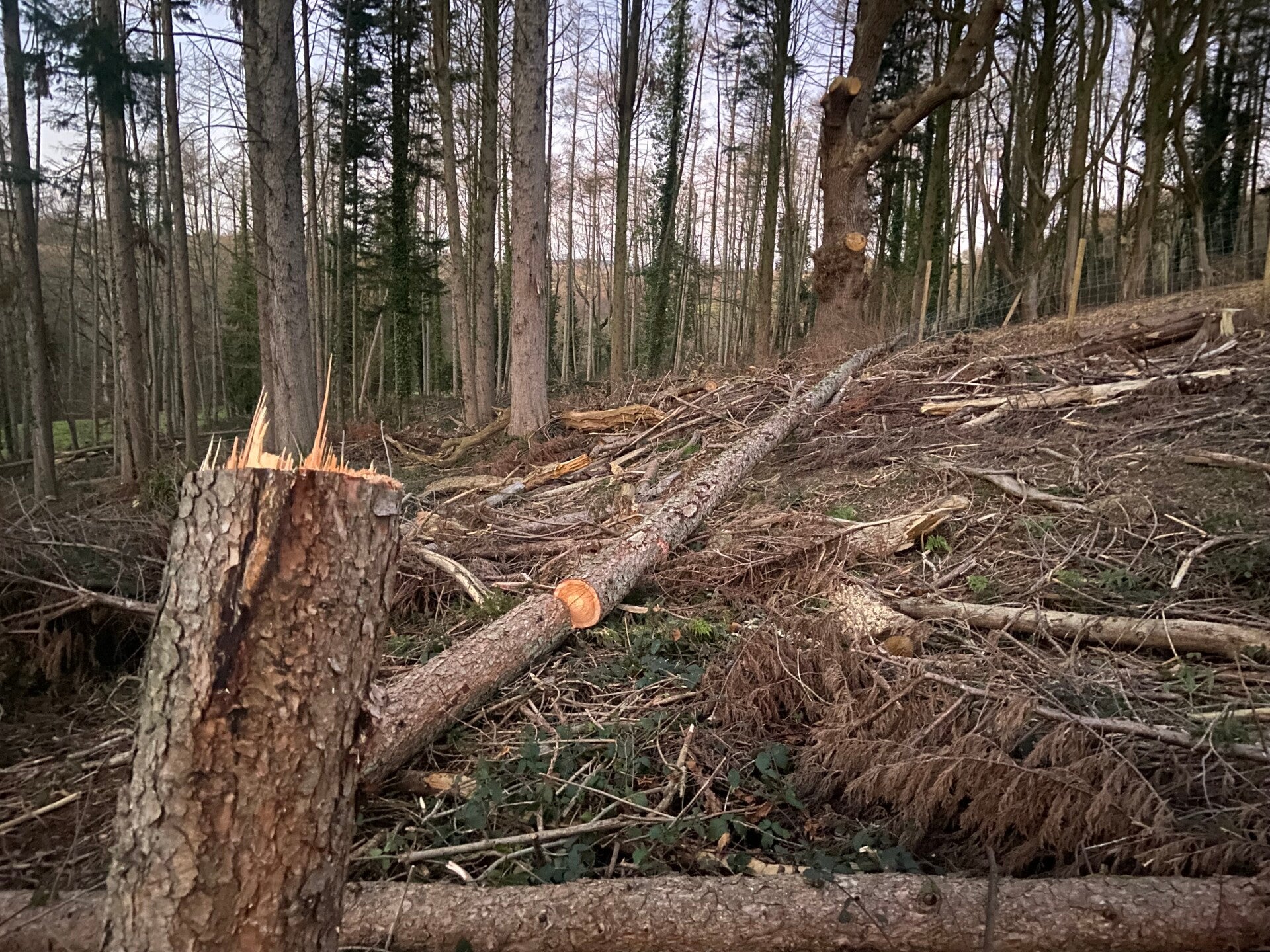 tree felling west sussex