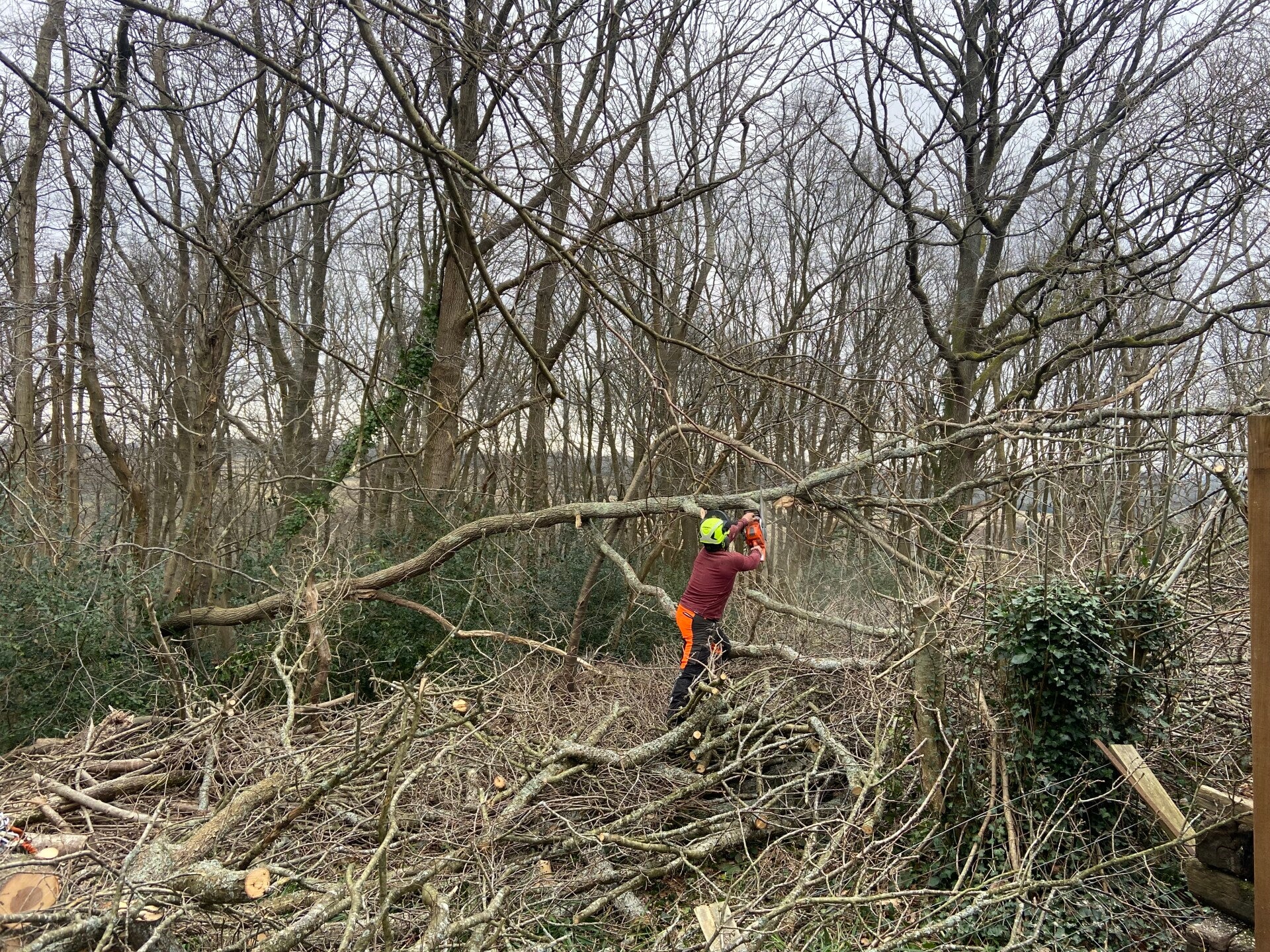 tree surgery, east sussex