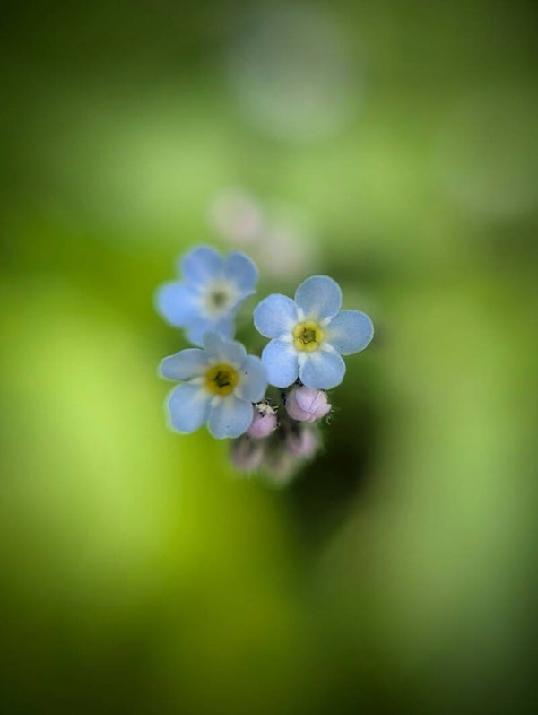 WORKHOP SMARTPHONE MACROFOTOGRAFIE