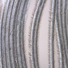 Feather Shell Feather Anatomy / Feathers / Avian Anatomy | Ornithology Education