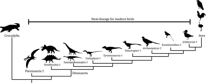 Birds Evolution Drawing The Evolution of Birds / Ornithology | Ornithology Education
