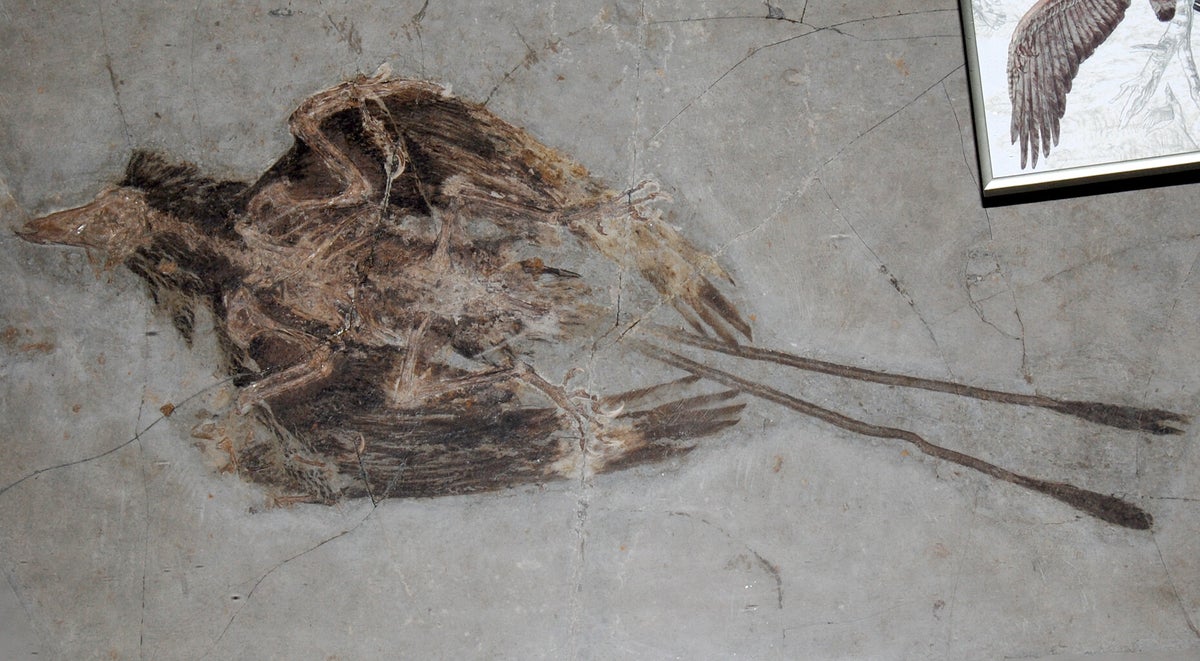 Other Ancient Birds / The Evolution of Birds / Ornithology ...