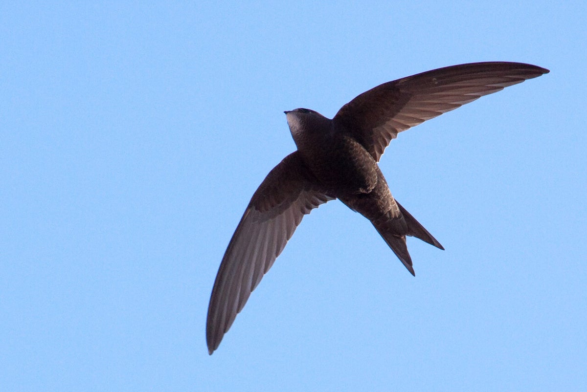 Common Swift Bird Species Birdwatching Ornithology Education common-swift-bird-species-birdwatching-ornithology-education
