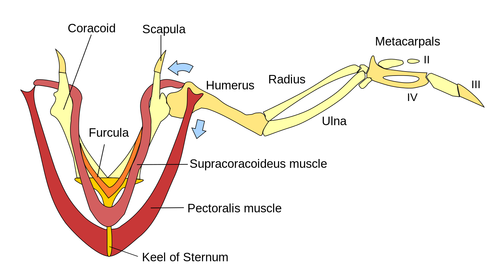 Avian Musculature Avian Anatomy Ornithology Education avian-musculature-avian-anatomy-ornithology-education