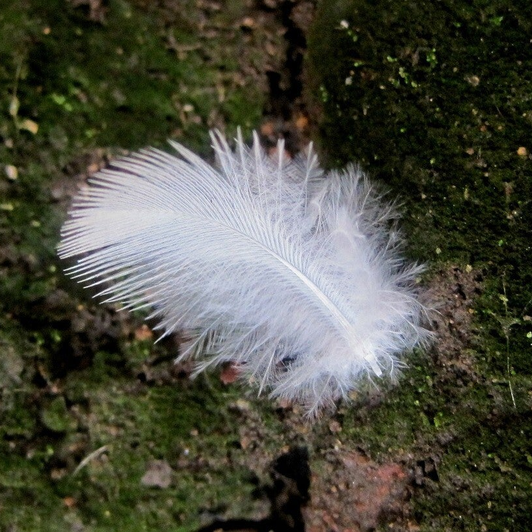 Five Types of Feathers / Feathers / Avian Anatomy | Ornithology Education