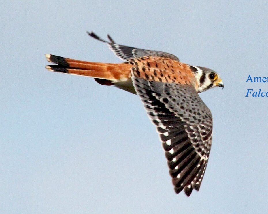 American Kestrel, Falco sparverius