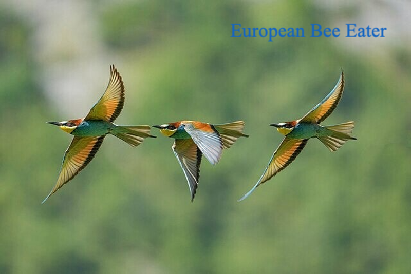Bird Contorting In Flight Flight / Adaptations | Ornithology Education