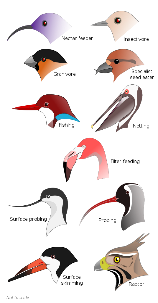Premier Wheel Enabled Avian Bird Habitat Design Reference: Beaks And Bills Avian Anatomy