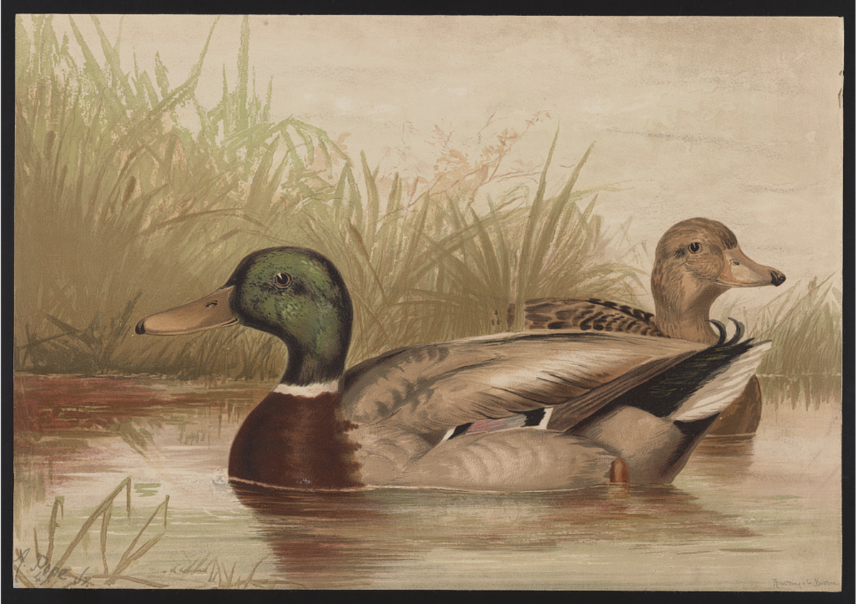 The Art of Birds | Ornithology Education
