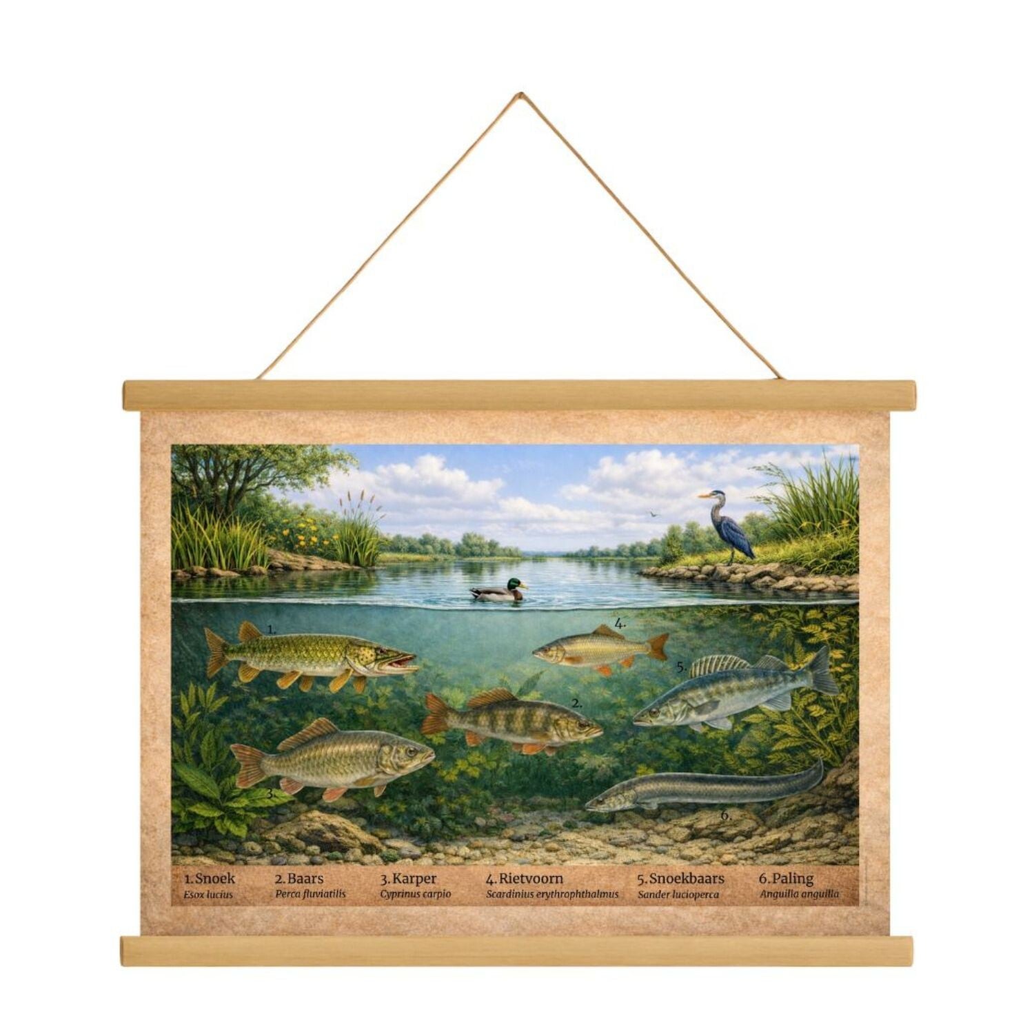 Schoolplaat Zoetwatervissen