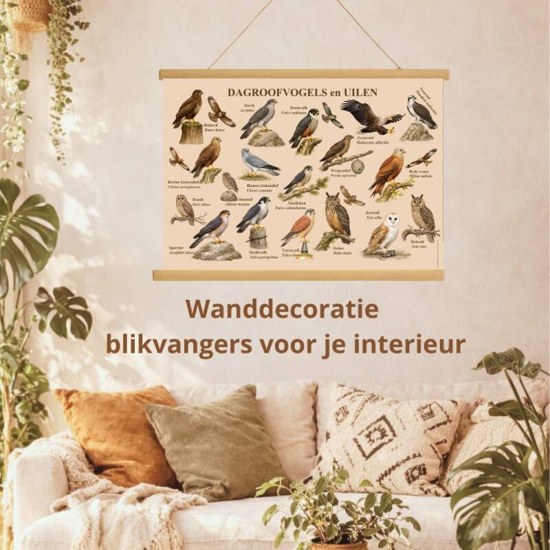 schoolplaat met roofvogels en uilen