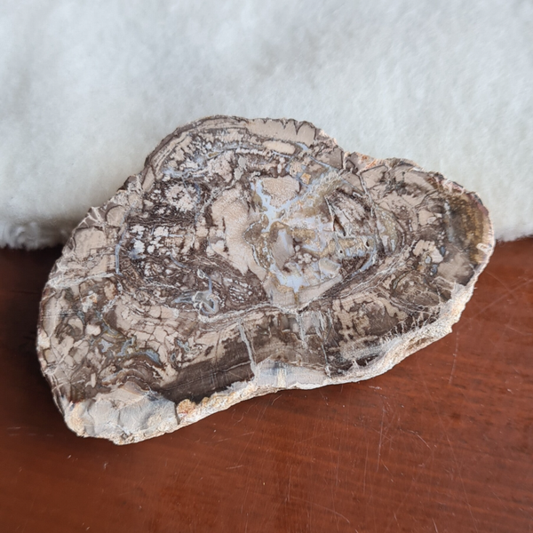 Versteend hout schijf nr2224