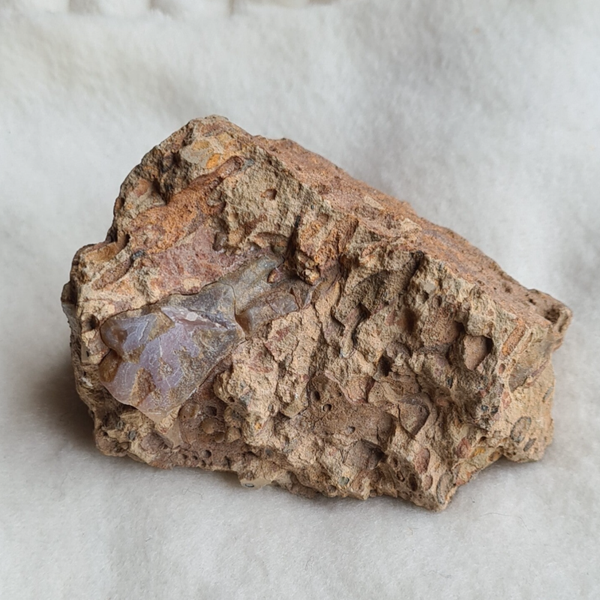 Versteend hout nr660