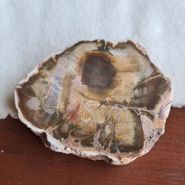 Versteend hout schijf nr2223