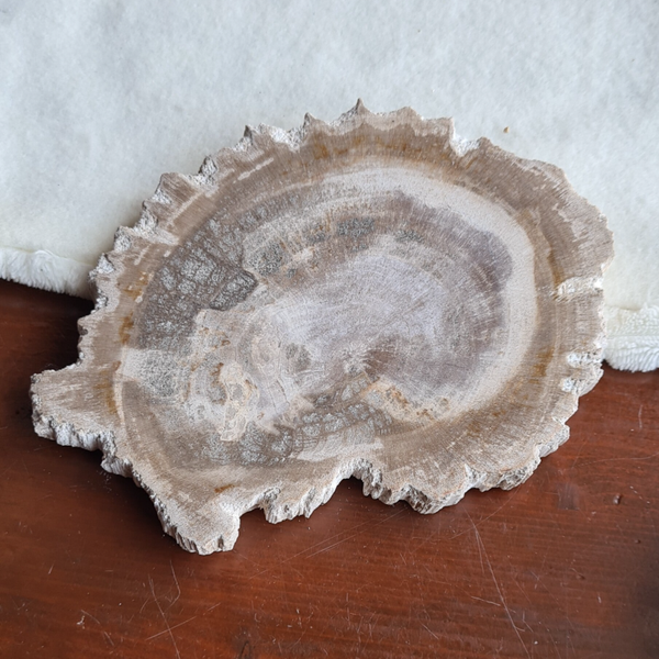 Versteend hout schijf nr2254