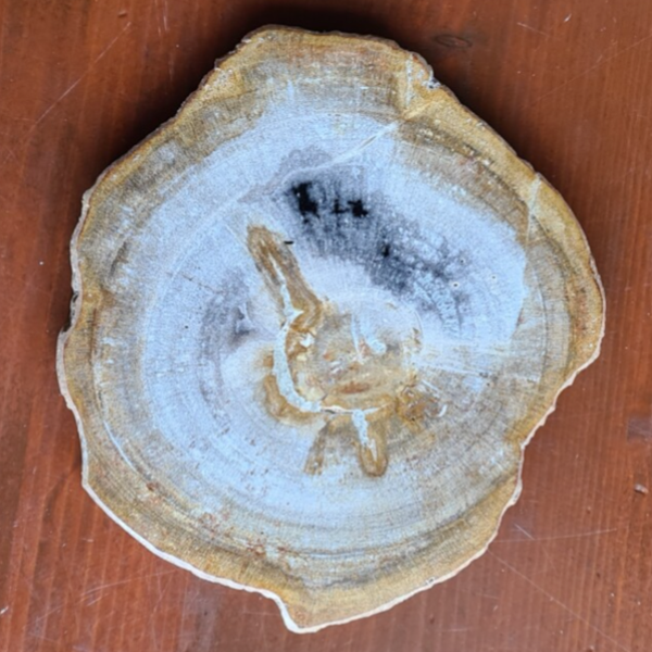 Versteen hout schijf nr1170