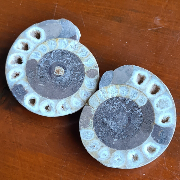 Goniatiet set nr1666