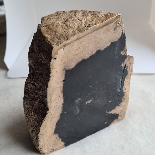 Versteend hout nr2007