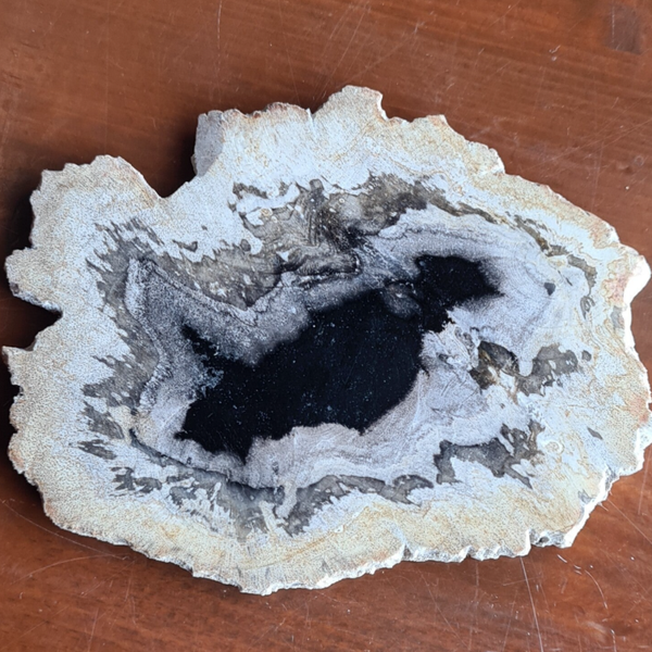 Versteend hout schijf nr1657