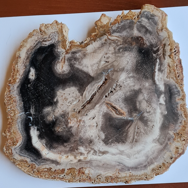 Versteend hout nr963