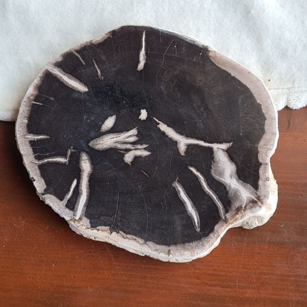 Versteend hout schijf nr2243