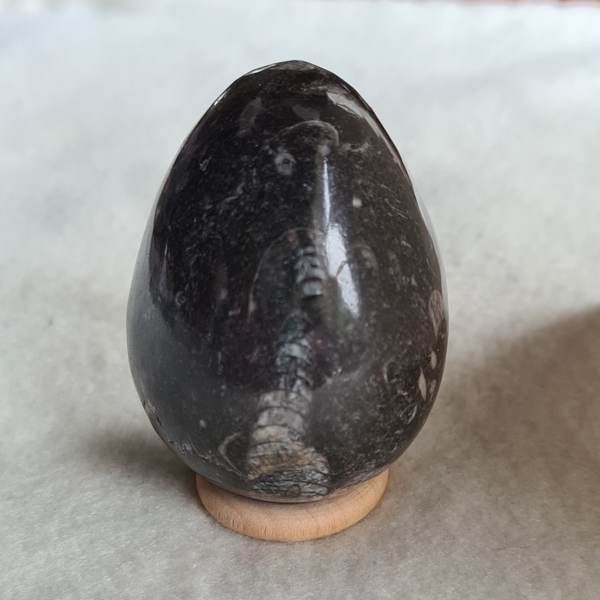 Orthoceras ei nr2190