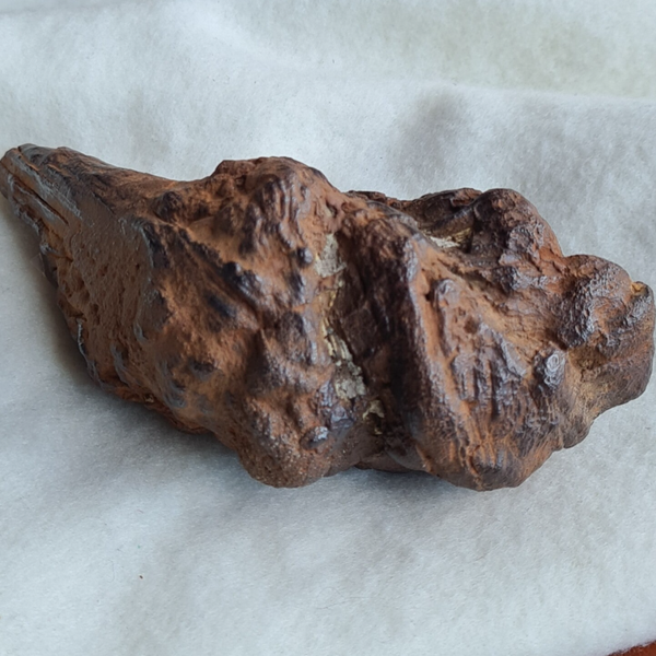 Versteend hout nr1962