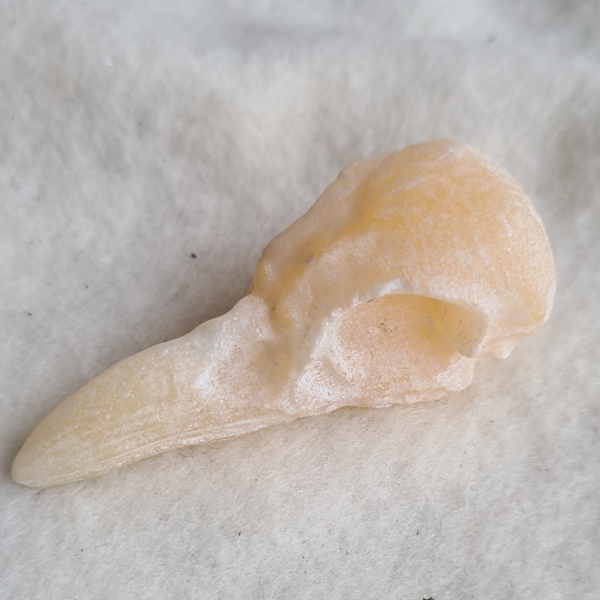 Calciet kraai schedel nr2022