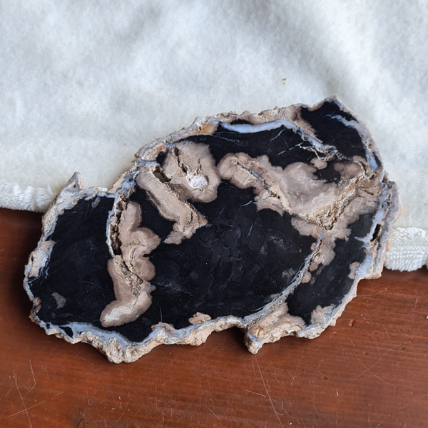 Versteend hout schijf nr2245