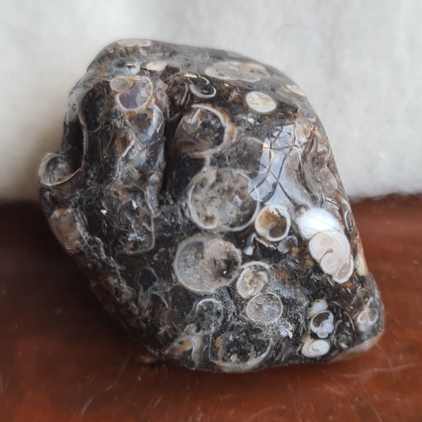 Jaspis turritella nr1886