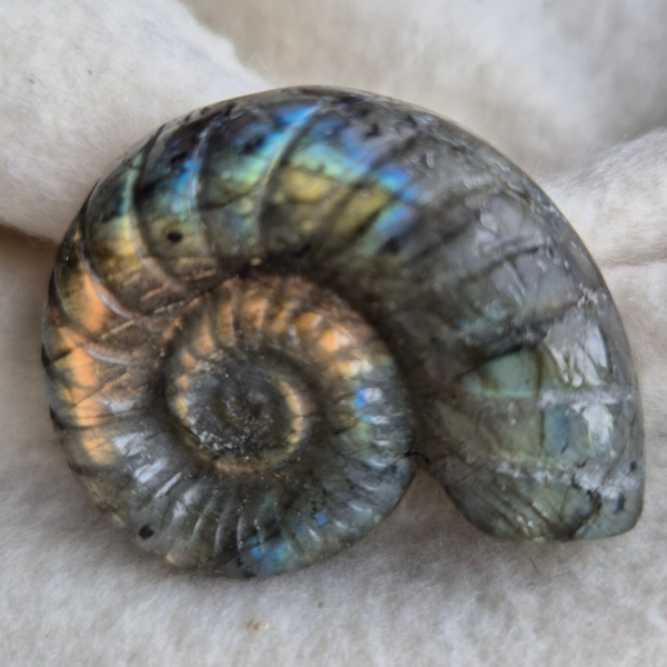 Labradoriet ammoniet nr2679