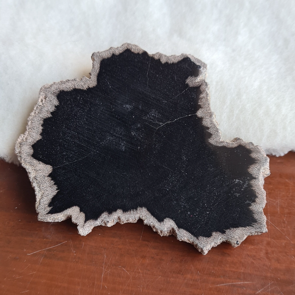 Versteend hout schijf nr2222