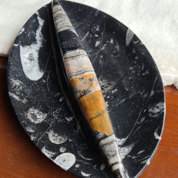 Orthoceras schaal nr2186