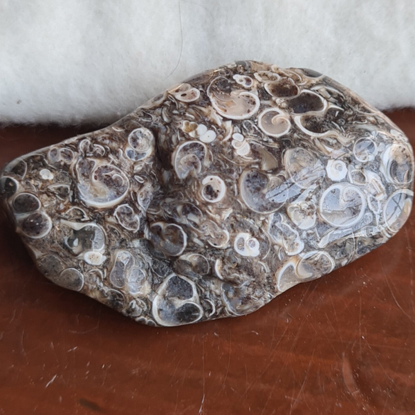 Jaspis turritella nr1885