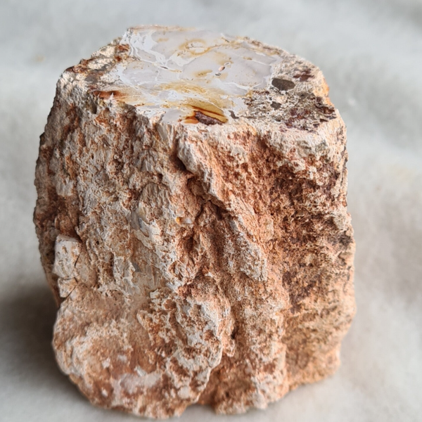 Versteend hout stam nr2116