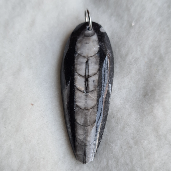 Orthoceras hanger nr1488