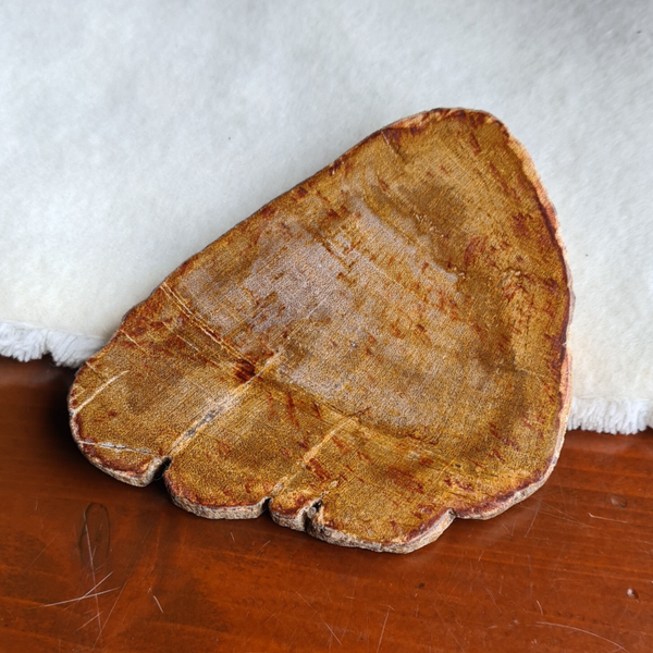 Versteend hout schijf nr2181