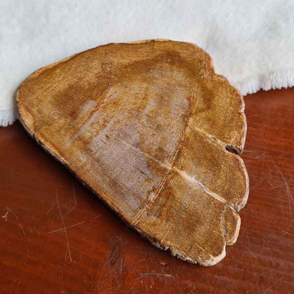 Versteend hout schijf nr2178