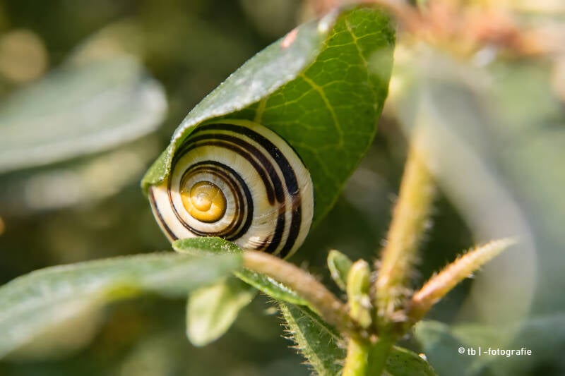 Bänderschnecke in der grünen Blattfalte 2025 ©Ronny Morgner