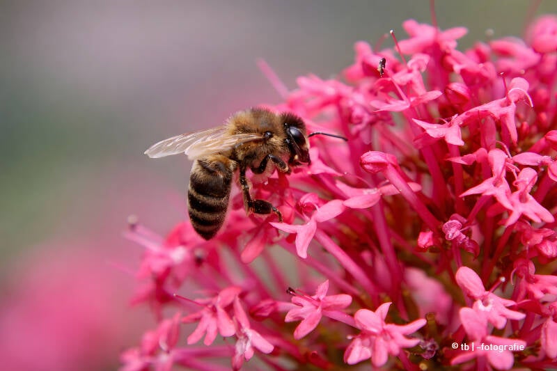 Biene auf pinken Valerianblüten 2025 ©Ronny Morgner