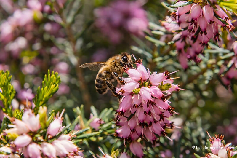Biene auf rosa Heideblüten 2025 ©Ronny Morgner