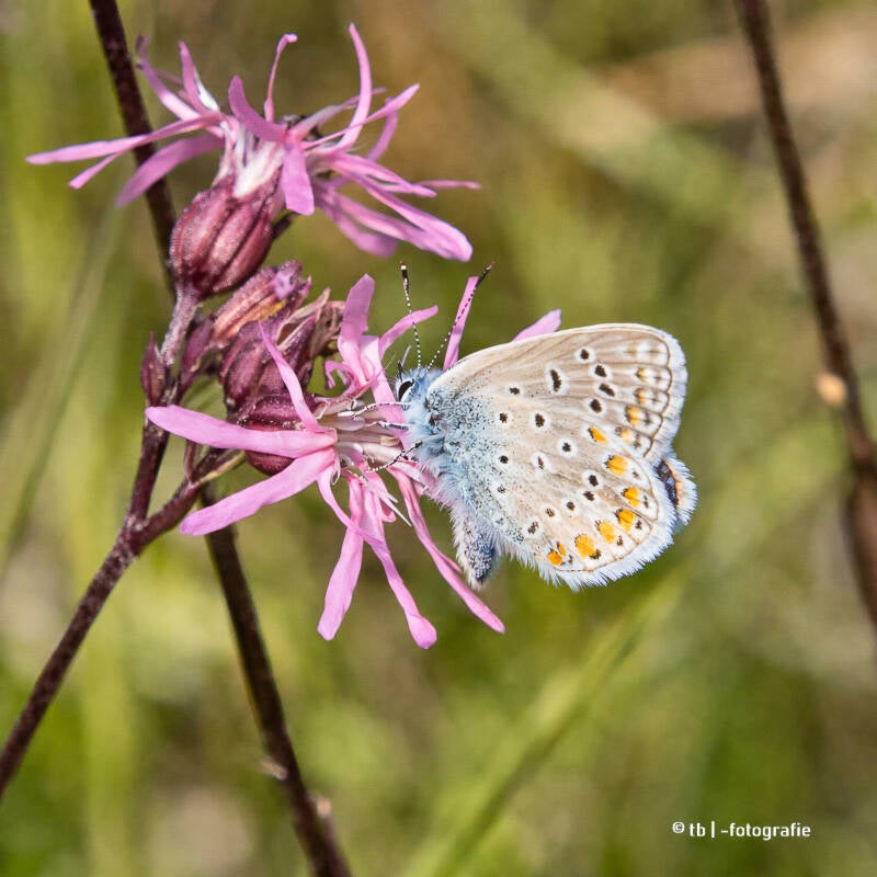 Blauer Schmetterling auf Ragwurzblüte 2025 ©Ronny Morgner