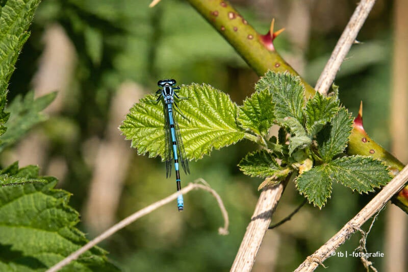 Blauer Wasserjungfer auf Brennnesselblatt 2025 ©Ronny Morgner