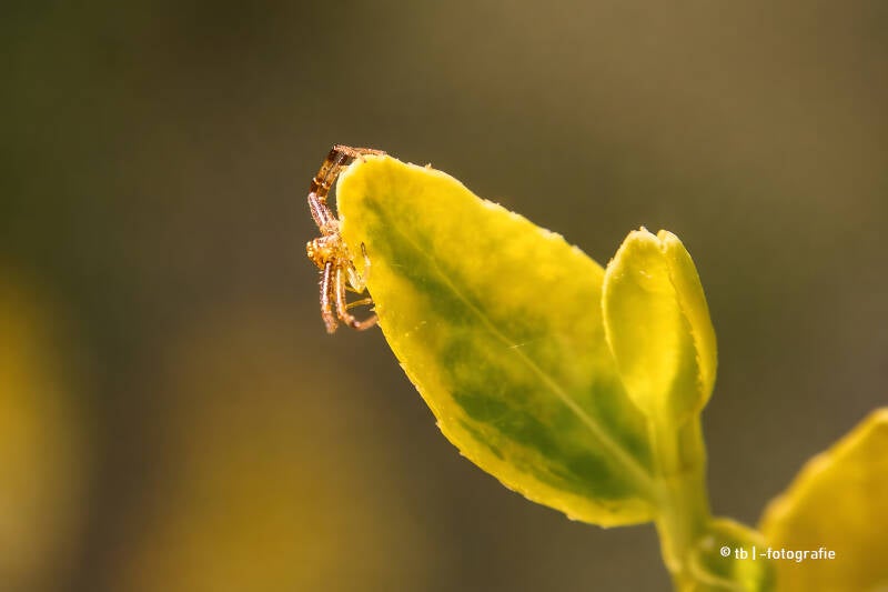 Braune Spinne auf gelben Blatt 2025 ©Ronny Morgner