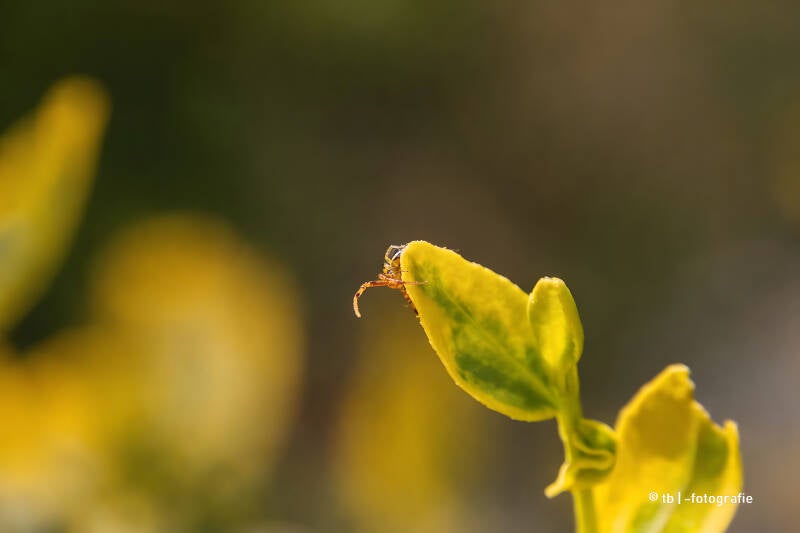 Braune Spinne auf gelb grünen Blattspitzen 2025 ©Ronny Morgner