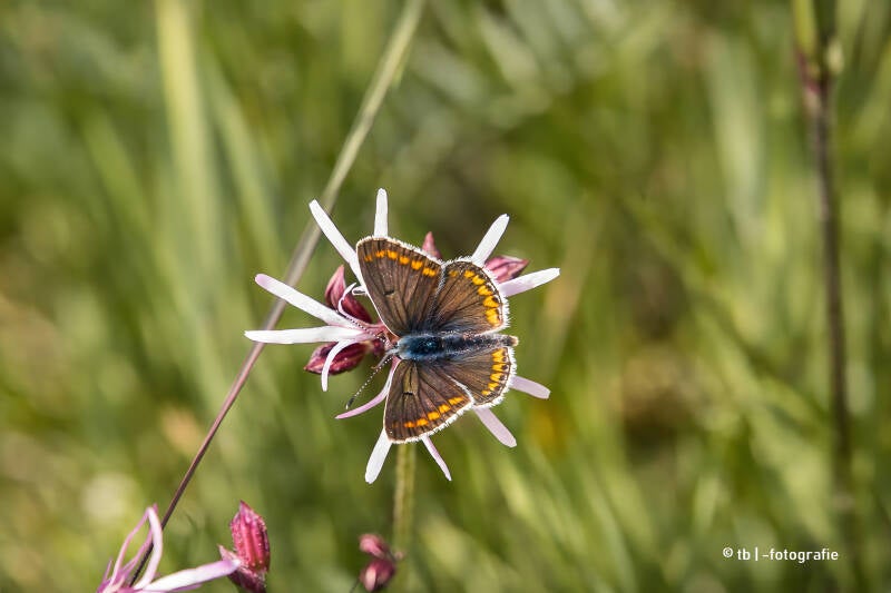 brauner Argusfalter auf Fliederblume 2025 ©Ronny Morgner