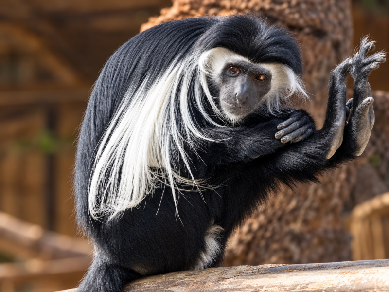 Schwarzweißer Colobus auf Baumstamm 09/26 ©Ronny Morgner